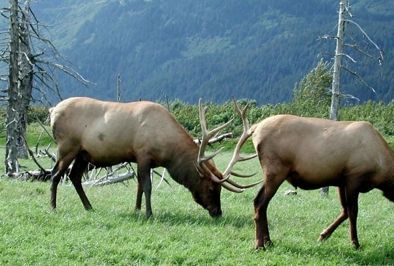 elk, bulls, grazing