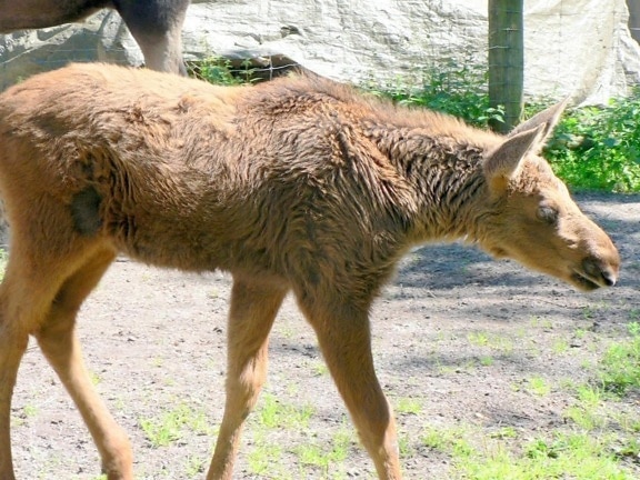 Elk, bắp chân, động vật