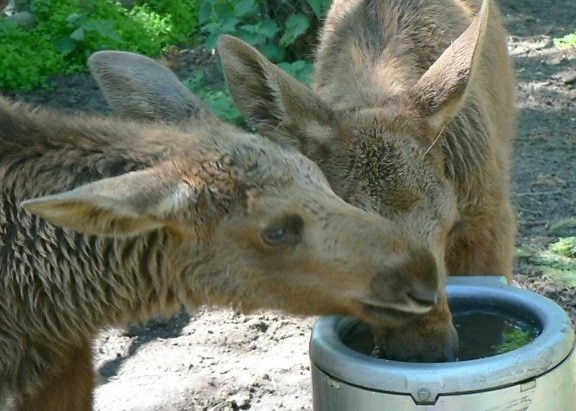 elk, calves, drinking