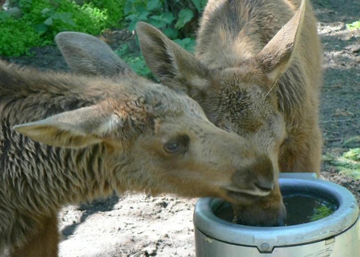 Elk, teľatá, pitie