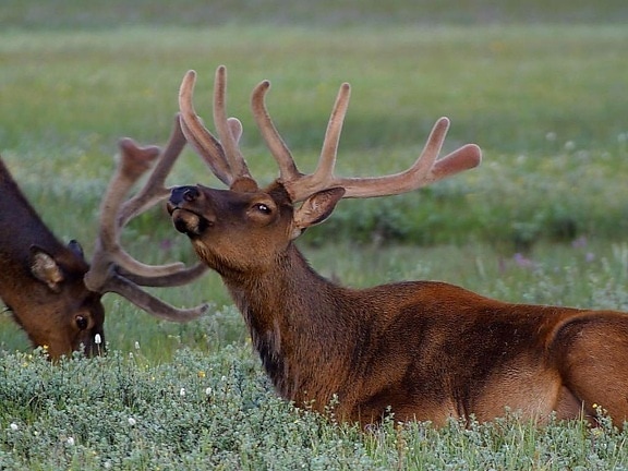 Elk, szarv, bársony, Yellowstone