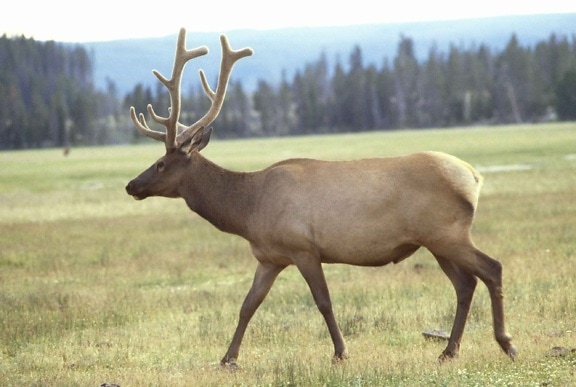 Elk, male, parohy