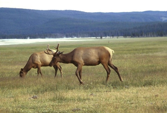 Elk, cicavec, tráva
