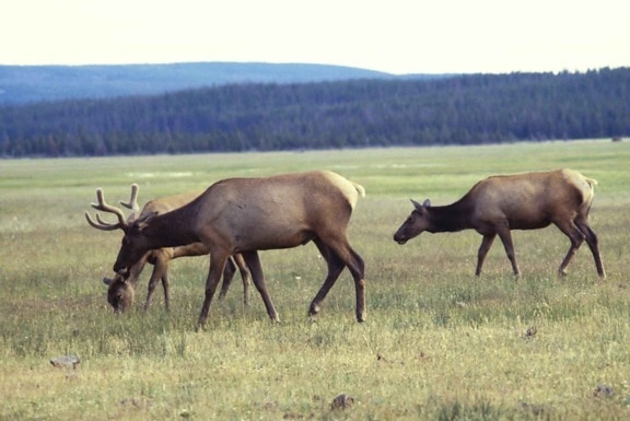 elk, mammals, wild