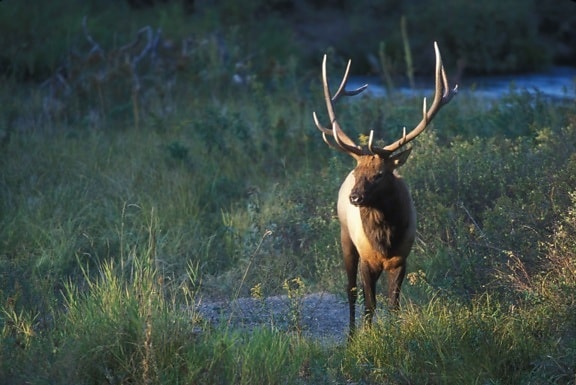 Elk, berdiri, rumput, bidang