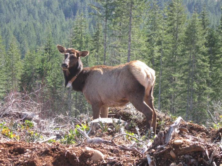 Elk, monitorování, límec