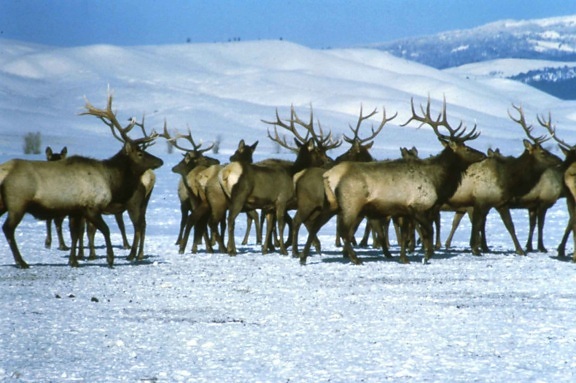 elks, snow