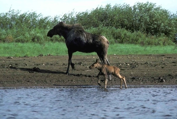 female, moose, calf, water