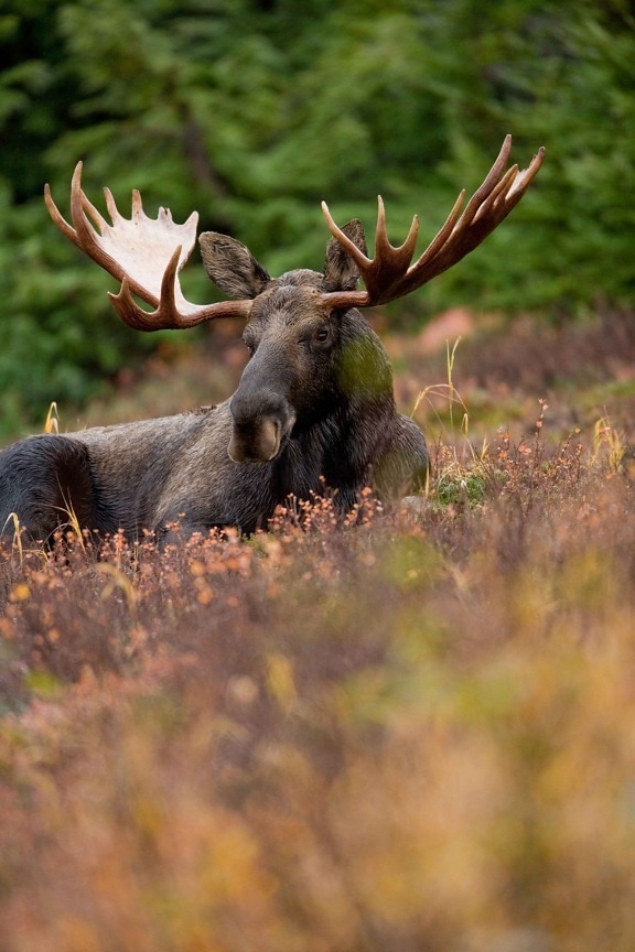 frontal, male, moose, animal, resting, field