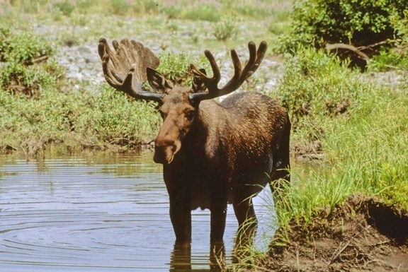 male, moos, stands, water