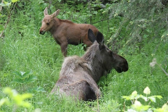 moose, calf