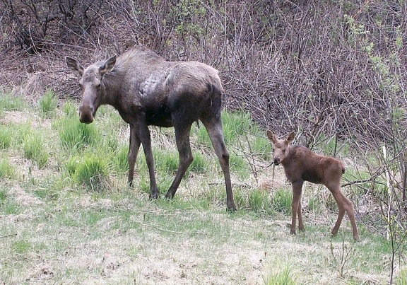 moose, calf, animals, forest
