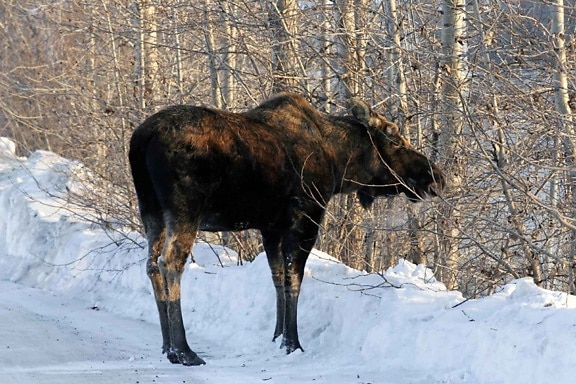 moose, animal, snow, alces, alces