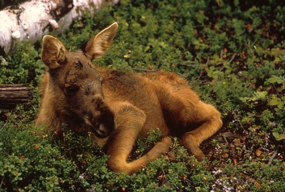 moose, calf, animal, ground