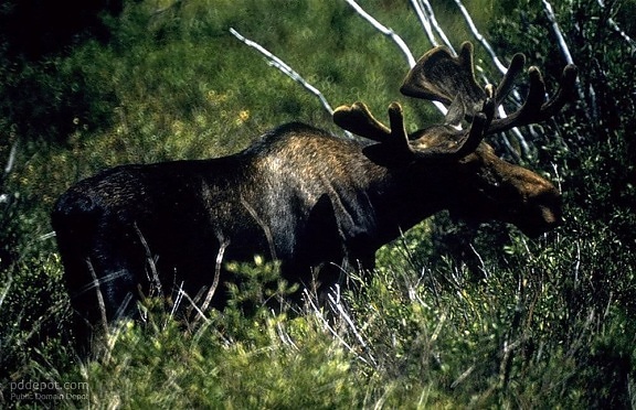 moose, Canadian, animal