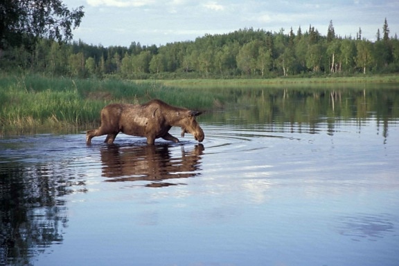 moose, feeding, lake