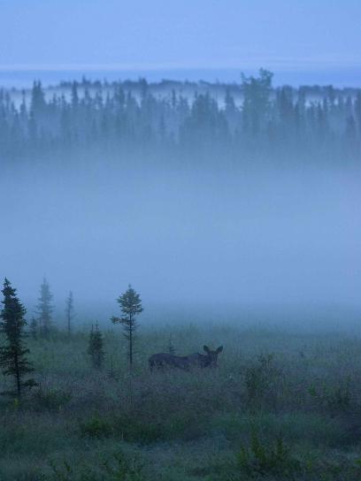 Moose, grazes, güzel, mavi, Puslu, gün