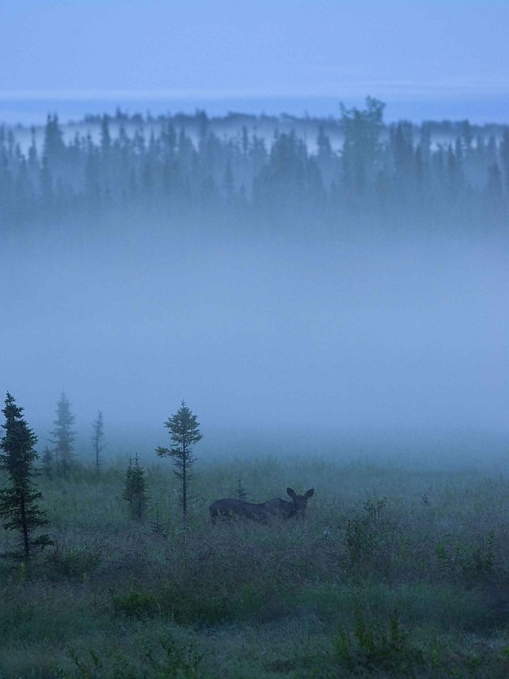 moose, grazes, beautiful, blue, misty, day