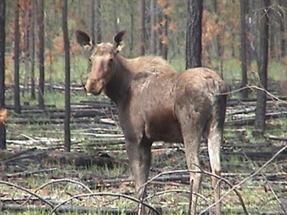 moose, burn, area