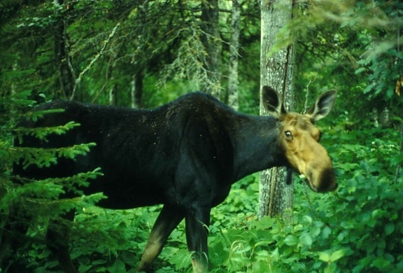 moose, forest