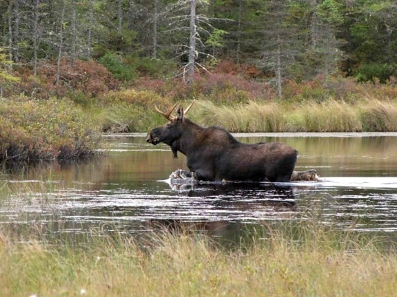moose, river, animal, alces, Americanus