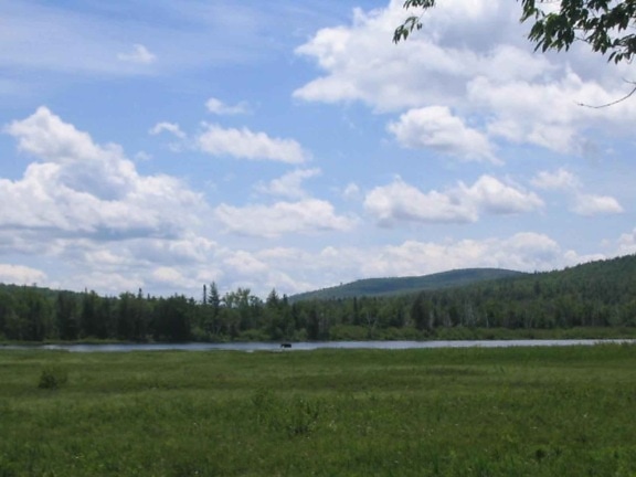 moose, distance, lake, umbagog, wilderness, refuge