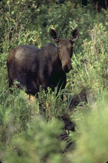 Moose, hoang dã, động vật, động vật có vú, alces, alces