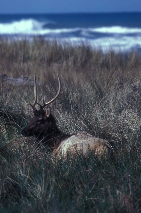Roosevelt, elk, stálý, vysoký, tráva