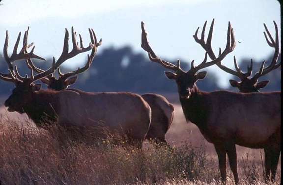 tule, elk, bulls, up-close, wild, mammal, photography