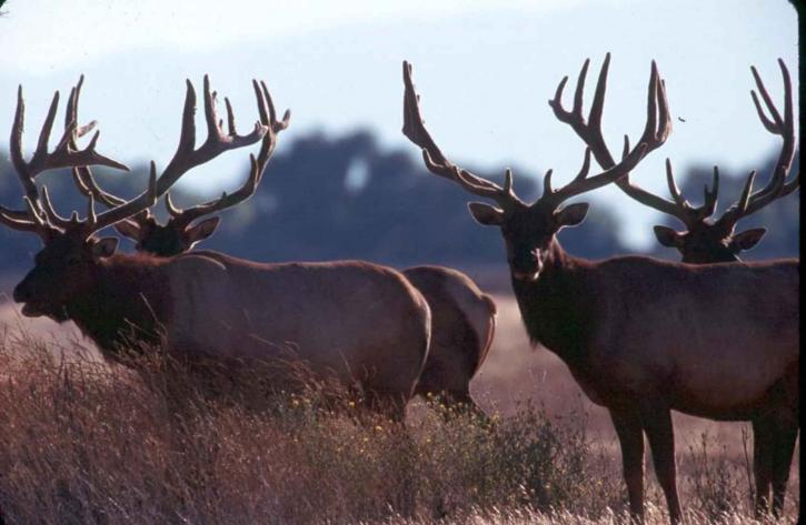 Tule, elk, býci, zblízka, divoký, savec, fotografie