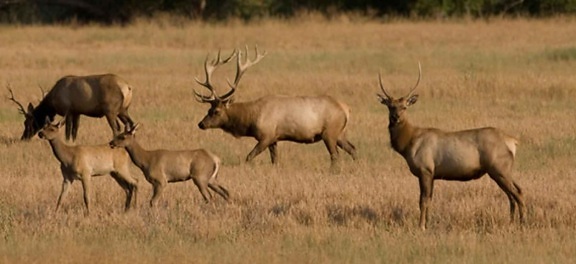 tule, elk, grassy, meadow