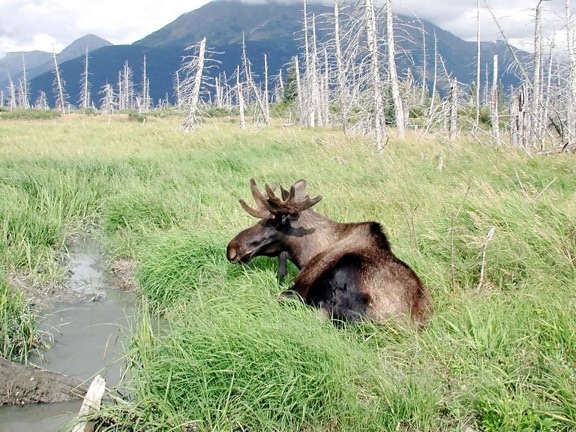 young, bull, moose, alces, alces, lies, grassy, area, water