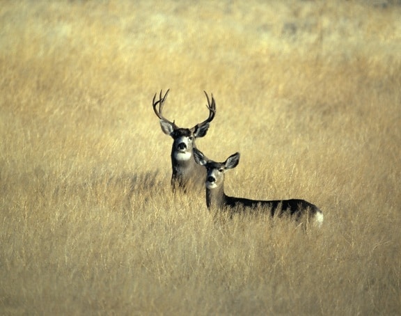 mule, deer, California