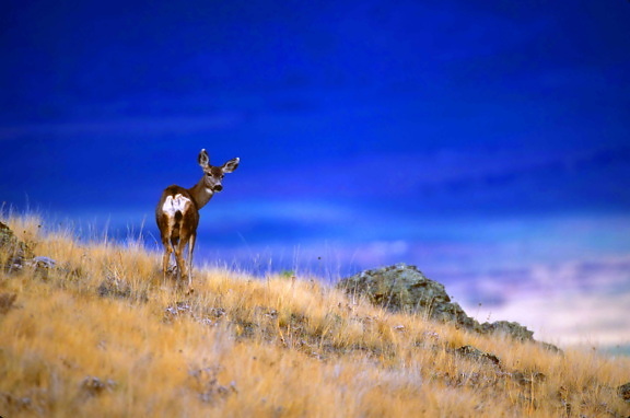 mule, deer, standing, scenic, hillside