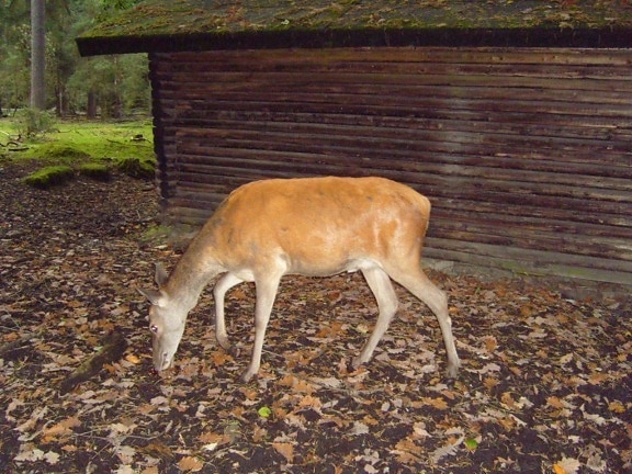 red, deer, female
