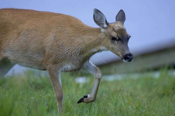 sitka, čierna, tailed deer up-blízko, zviera, odocoileus hemionus, sitkensis