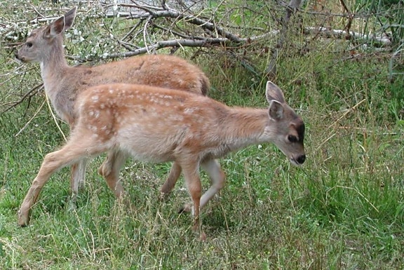 Sitka, svart, hale, hjort, unge, krypende, odocoileus hemionus sitkensis