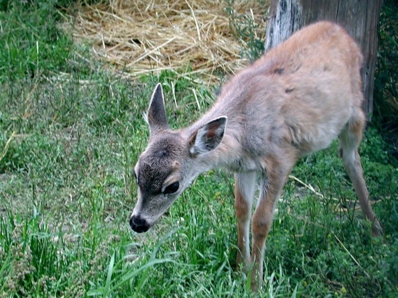 sitka, black, tailed, deer, young, odocoileus hemionus sitkensis