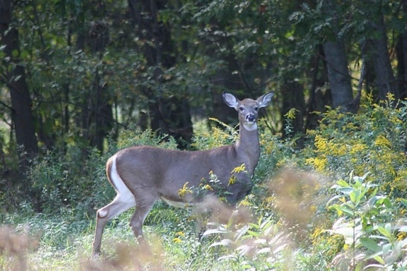 adult, female, white tailed, deer