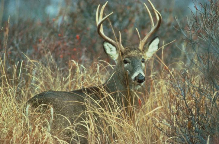 adult, white tailed, deer, buck, odocoileus virginianus