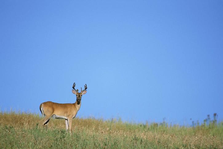 eight, point, white tailed, deer, buck, odocoileus virginianus, standing, dry, grass, big, blue, sky