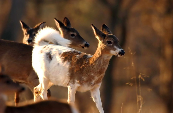 piebald, white tailed, deer, grazes, walking, herd, odocoileus virginianus