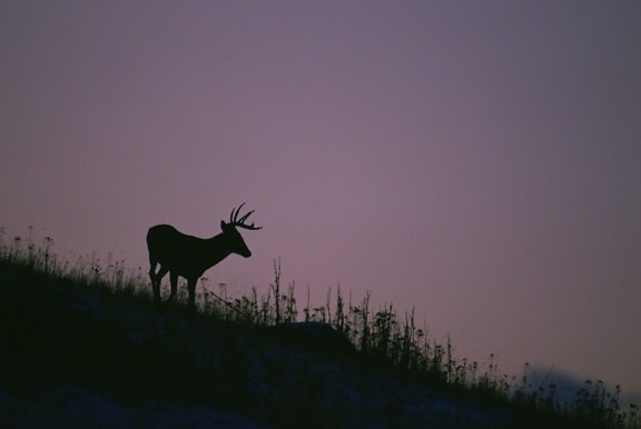 silhouette, white tailed, deer, standing, hillside, stands, purple, sky, dusk