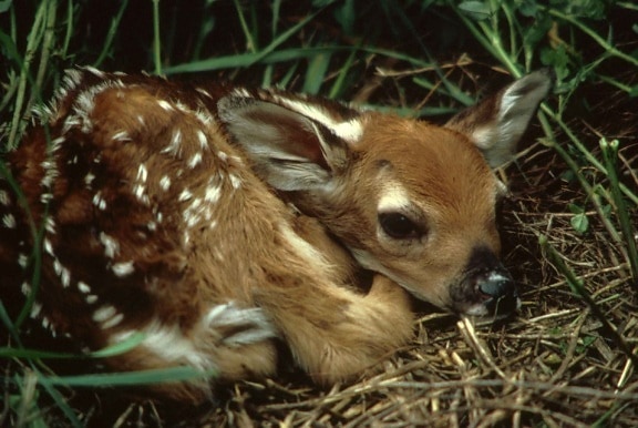 white tailed, deer, fawn, grass, odocoileus virginianus