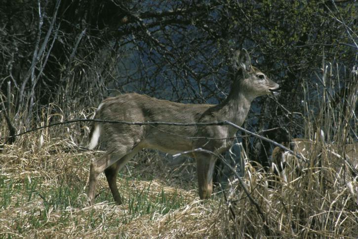 white tailed, deer, female