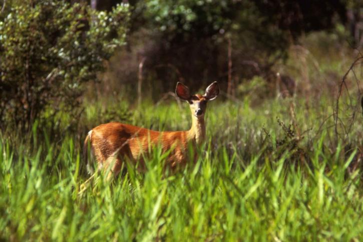 white tailed, deer, female, odocoileus virginianus, standing, grass