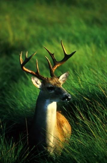 white tailed, deer, male, buck, up-close, odocoileus virginianus
