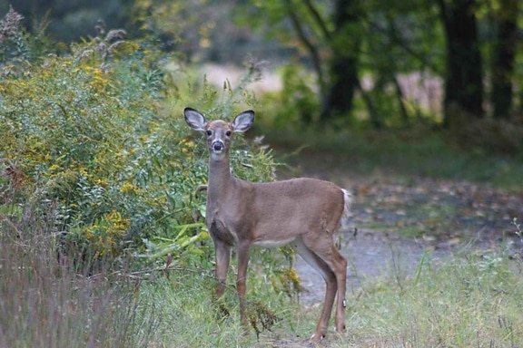 white tailed, deer, yearling