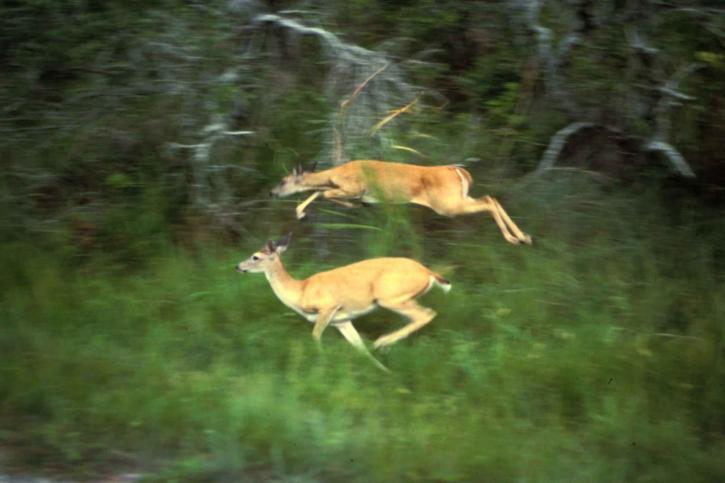 white tailed, deers, running, odocoileus virginianus
