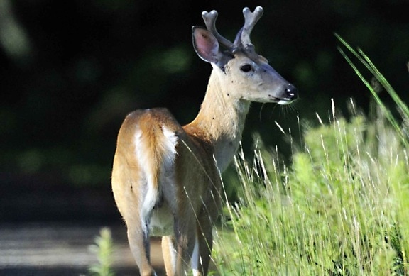 young male, white tailed, deer, odocoileus virginianus